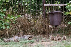 Feeder