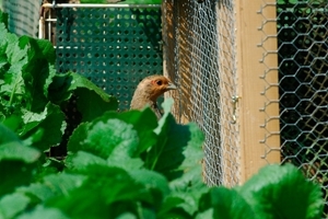 Fostering