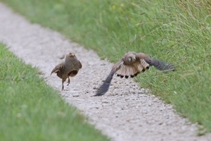 GP chasing kestrel (Markus Jenny)