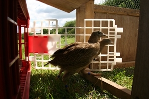 Moving birds into release pen