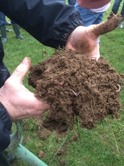 Soil with earthworms