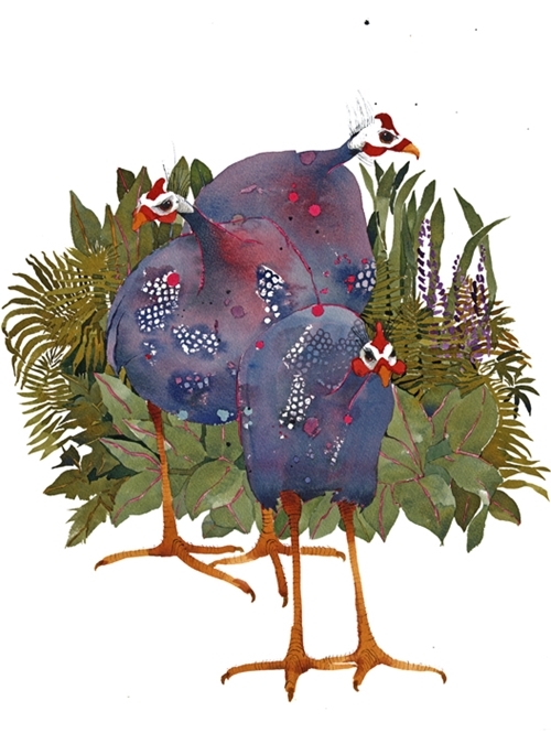 Guinea fowl Guinea fowl