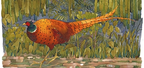 Pheasant Pheasant