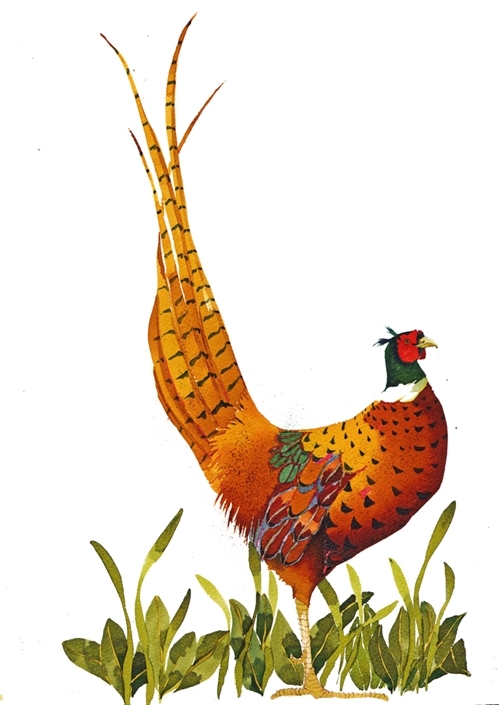 Pheasant Pheasant
