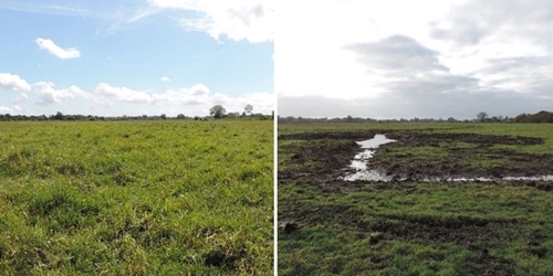 Before (left) and after (right) the creation of a shallow gutter and scrape to improve chick foraging habitat Before (left) and after (right) the creation of a shallow gutter and scrape to improve chick foraging habitat