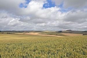 Marlborough Downs