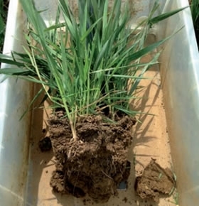 Soil Health