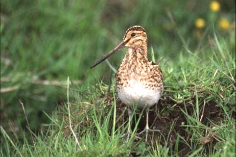 Snipe Crop