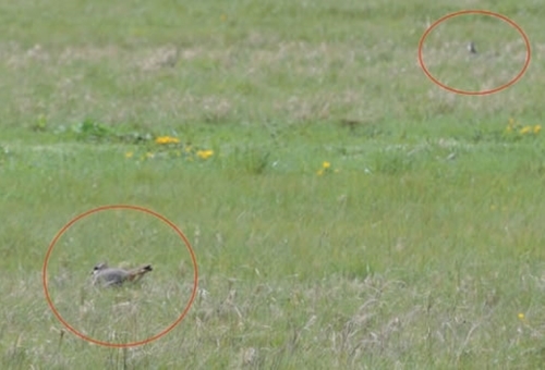Lapwing Nesting