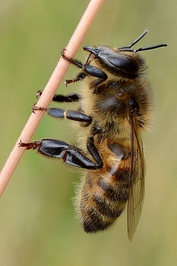 Honey bee