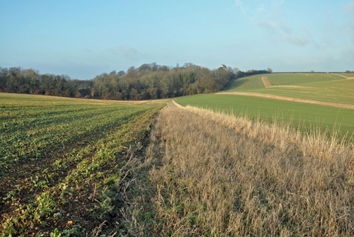 Beetle bank and insect strip Beetle bank and insect strip