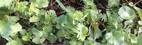 Cover Crops