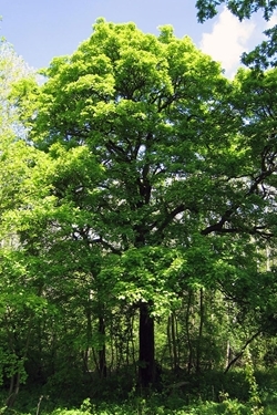 Sorbus torminalis