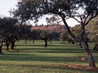 Agroforestry at Allerton