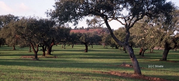 Agroforestry