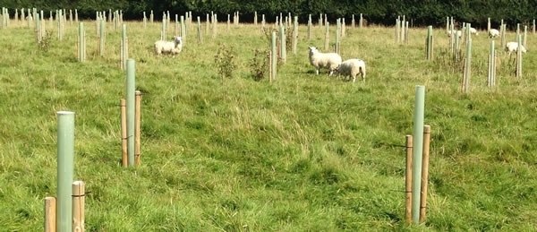 Sheep
