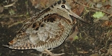Woodcock: Your Essential Brief