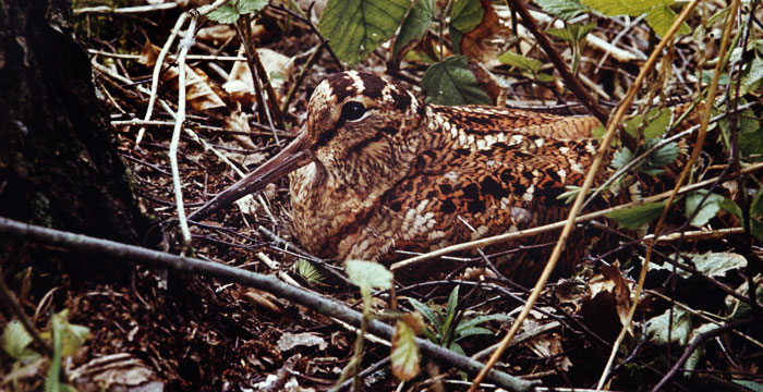 Shooting of woodcock