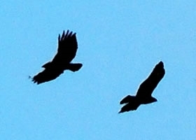 Buzzards