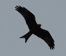 Red -kite