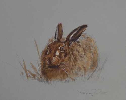 Brown Hare Study 7 X 8 Inches Brown Hare Study 7 X 8 Inches