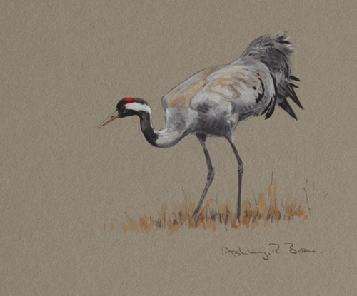 Common Crane 7 X 7 Common Crane 7 X 7
