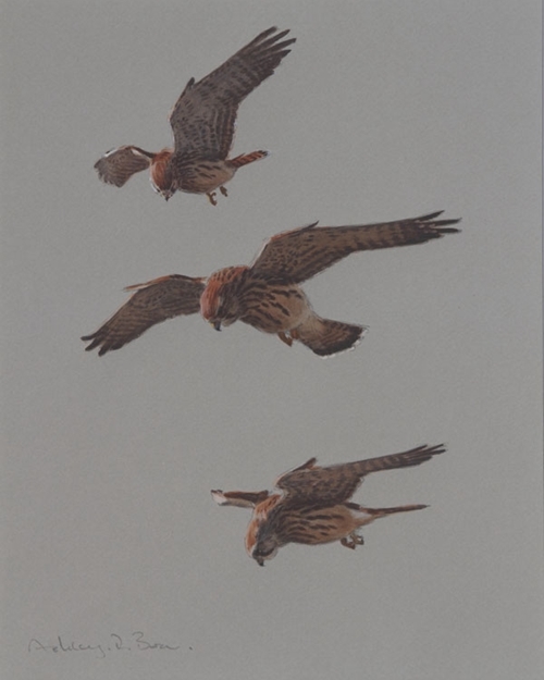 Hunting Kestrel 11 X 8 Hunting Kestrel 11 X 8
