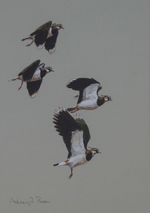 Lapwings 975 X 6 Lapwings 975 X 6