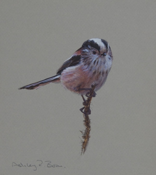 Long Tailed Tit 7 X 6 Inches Long Tailed Tit 7 X 6 Inches