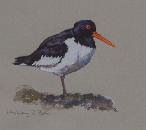 Oystercatcher 6 X 6 Oystercatcher 6 X 6