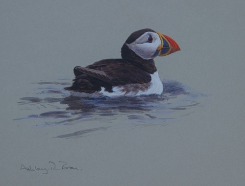 Puffin 7 X 9 Puffin 7 X 9