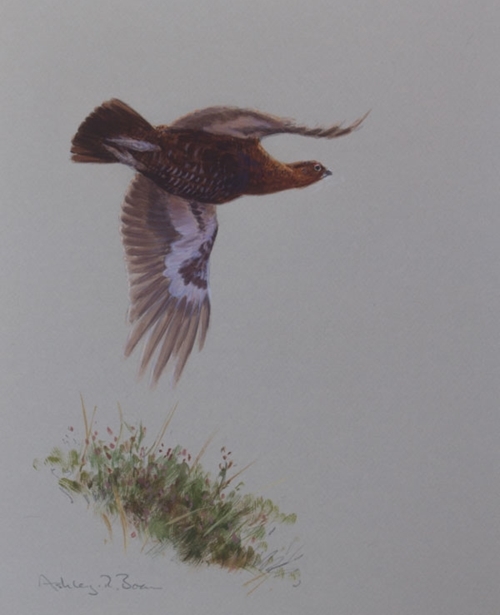 Red Grouse In Flight 1275 X 10 Red Grouse In Flight 1275 X 10