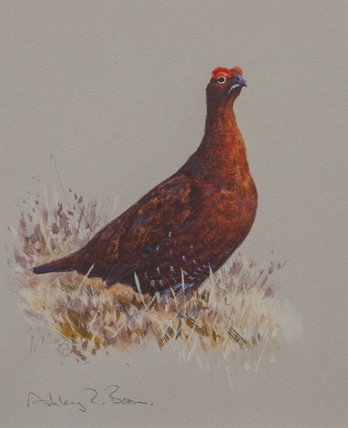 Red Grouse Sketch 775 X 6 Red Grouse Sketch 775 X 6