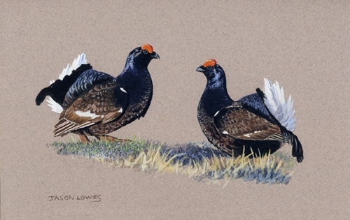 Black Cock Lekking Study Black Cock Lekking Study