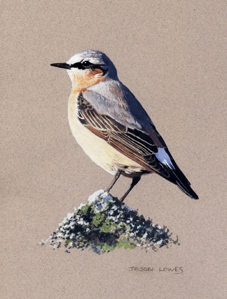 Cock Wheatear Study Cock Wheatear Study