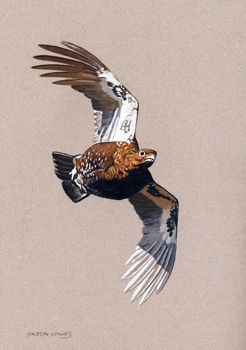Flying Grouse II Study Flying Grouse II Study