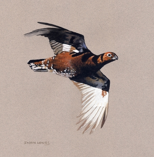 Flying Grouse Study Flying Grouse Study