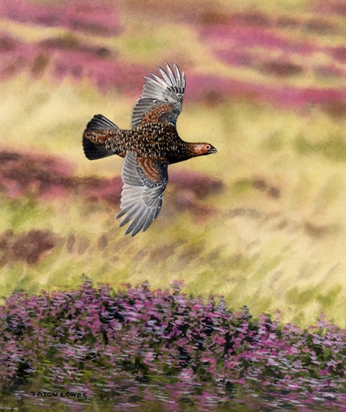 Grouse In Flight Grouse In Flight