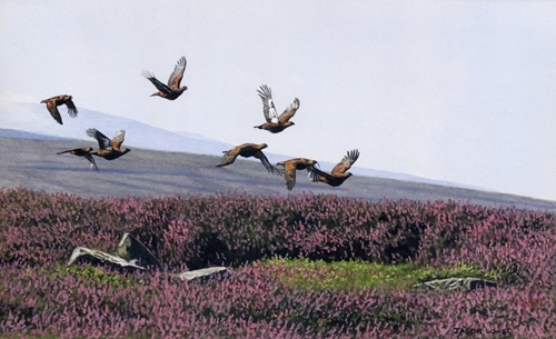 Grouse On Hot Afternoon Grouse On Hot Afternoon
