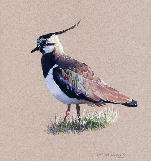 Lapwing Study Lapwing Study