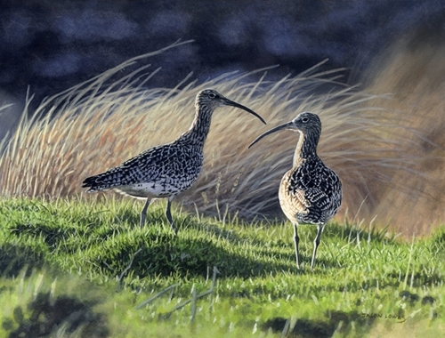 Pair Of Evening Curlews Pair Of Evening Curlews