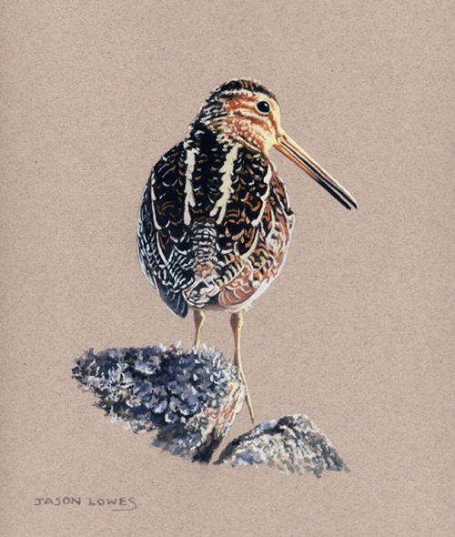 Snipe On Rock Study Snipe On Rock Study
