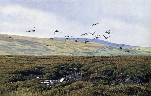 Stanhope Grouse Rookhope Drive Stanhope Grouse Rookhope Drive