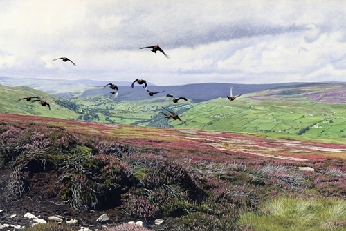 Swaledale Grouse Swaledale Grouse