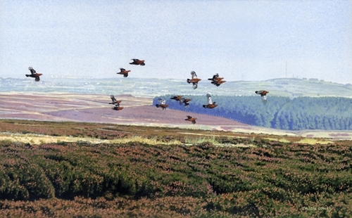 Wolsingham Grouse Wolsingham Grouse