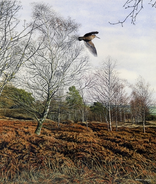 Woodcock Birch Woodcock Birch