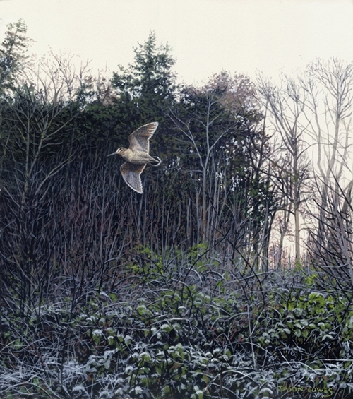 Woodcock Brambles Woodcock Brambles