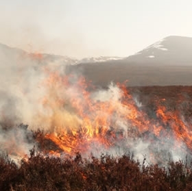 Heather Burning