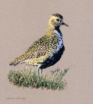The Northern Wildlife Art Exhibition will include work by  Jason Lowes