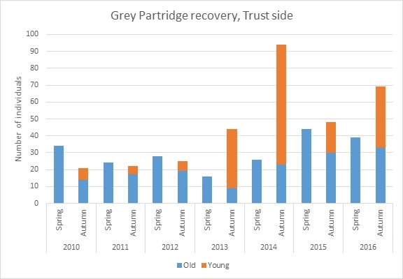 Grey -Partridge -Recovery